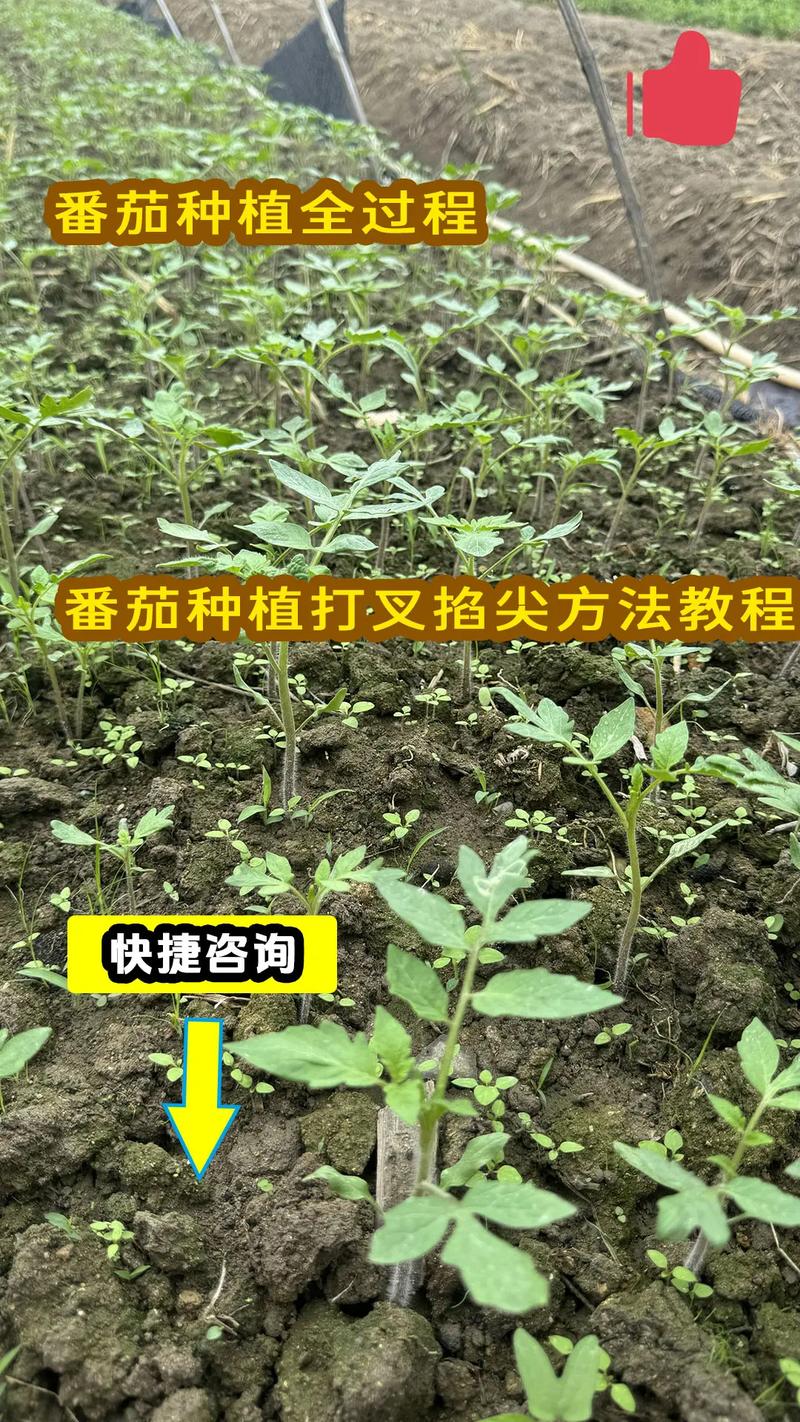 西红柿种植技术，春季拱棚西红柿种植技术-第4张图片-优品飞百科