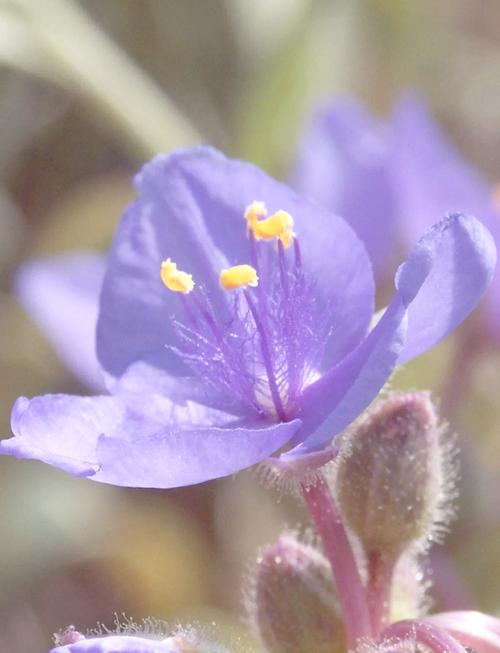 紫露草的养殖方法，紫露草百度百科