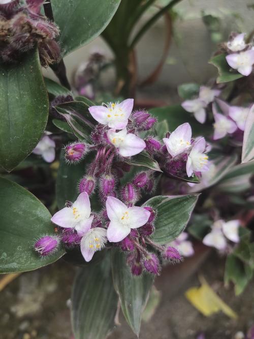 紫露草的养殖方法，紫露草百度百科-第3张图片-优品飞百科