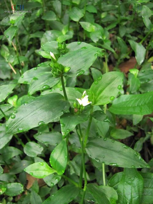 紫露草的养殖方法，紫露草百度百科-第4张图片-优品飞百科