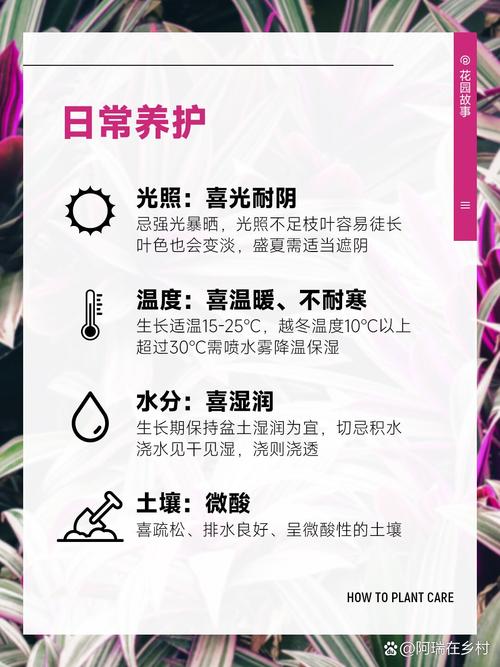 紫露草的养殖方法，紫露草百度百科-第5张图片-优品飞百科