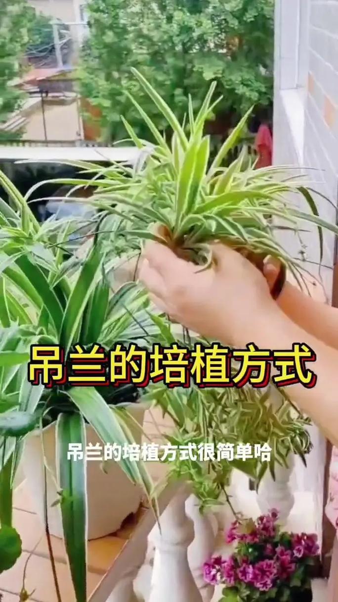 紫露草的养殖方法，紫露草百度百科-第6张图片-优品飞百科
