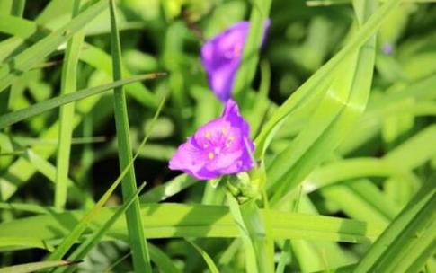 紫露草的养殖方法，紫露草百度百科-第7张图片-优品飞百科