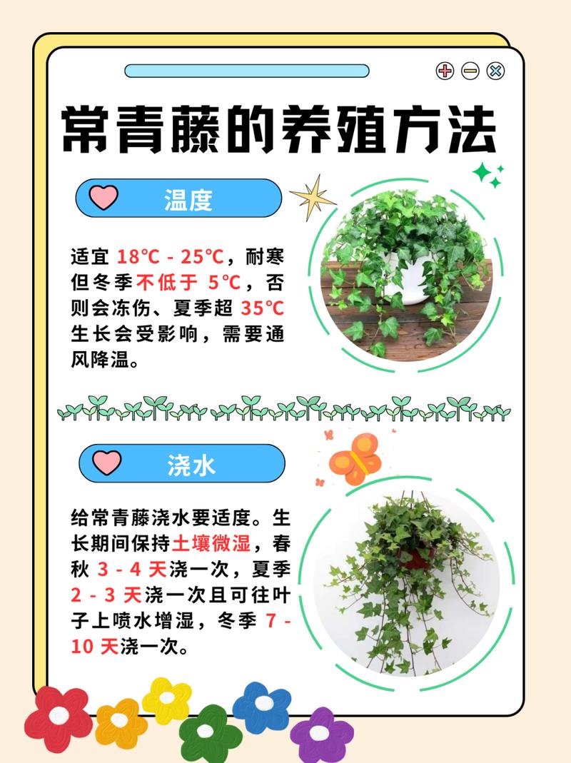 常春藤秋天怎么养，常春藤夏季养护？-第2张图片-优品飞百科