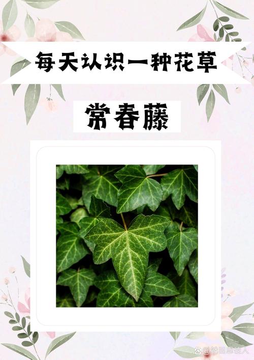 常春藤秋天怎么养，常春藤夏季养护？-第4张图片-优品飞百科