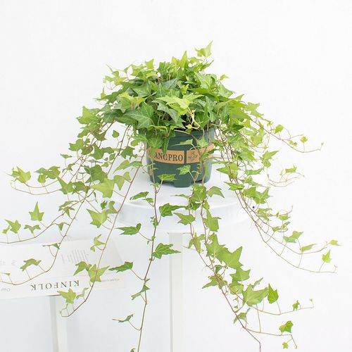 常春藤秋天怎么养，常春藤夏季养护？-第5张图片-优品飞百科