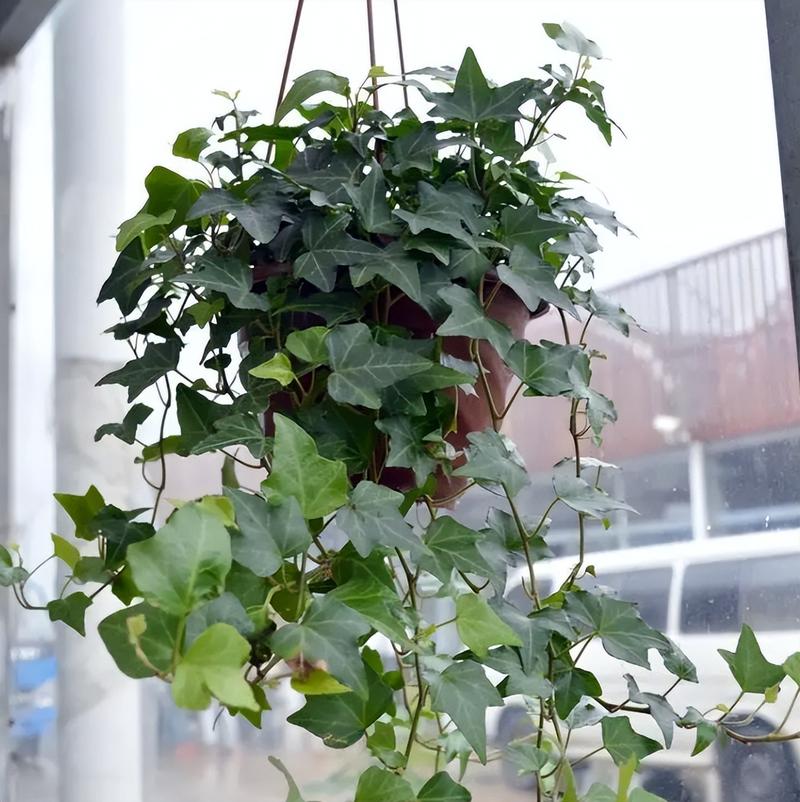 常春藤秋天怎么养，常春藤夏季养护？-第6张图片-优品飞百科