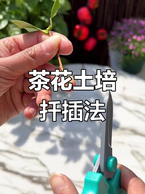 茶花扦插时间和方法，茶花的扦插方法和注意事项