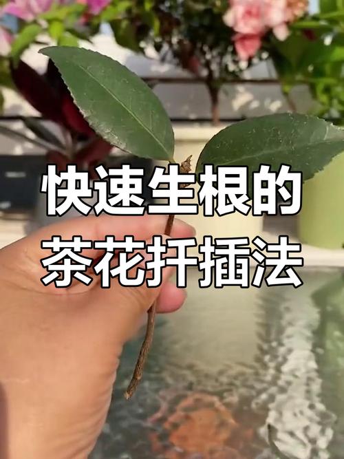 茶花扦插时间和方法，茶花的扦插方法和注意事项-第2张图片-优品飞百科