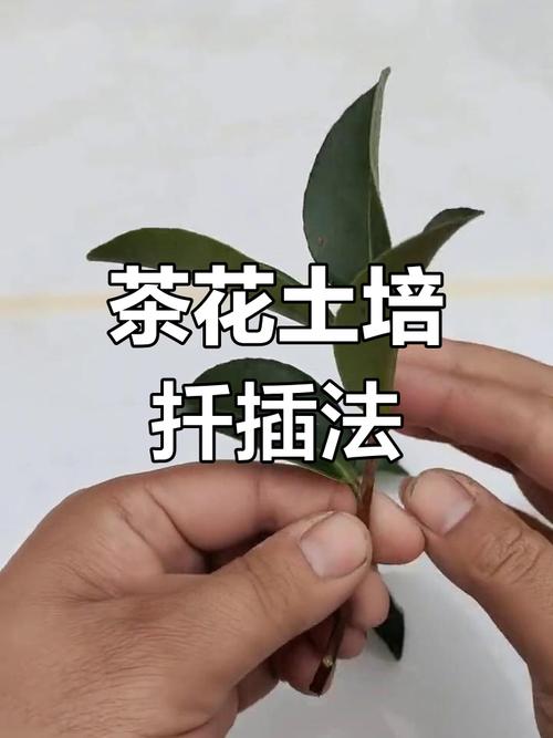 茶花扦插时间和方法，茶花的扦插方法和注意事项-第3张图片-优品飞百科