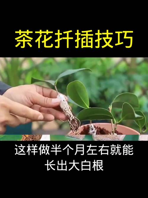 茶花扦插时间和方法，茶花的扦插方法和注意事项-第4张图片-优品飞百科