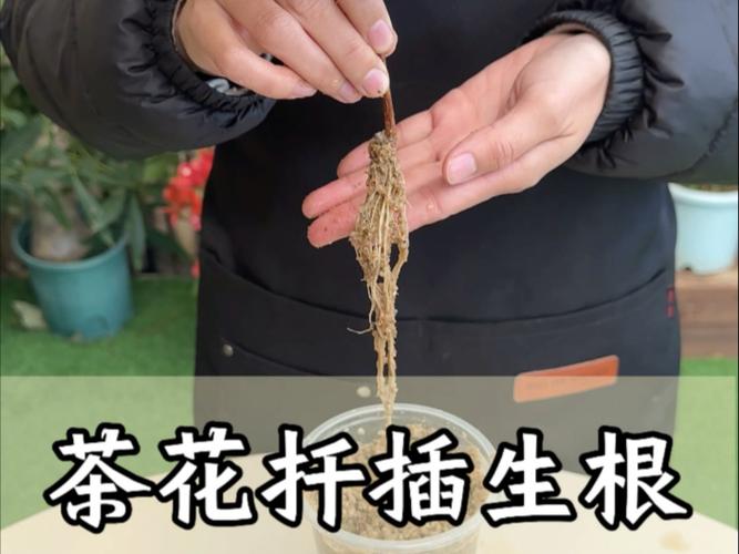 茶花扦插时间和方法，茶花的扦插方法和注意事项-第5张图片-优品飞百科