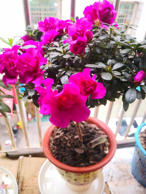 怎样给有花苞的杜鹃施肥，杜鹃花怎么上肥