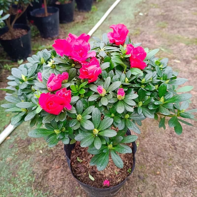 怎样给有花苞的杜鹃施肥，杜鹃花怎么上肥-第2张图片-优品飞百科