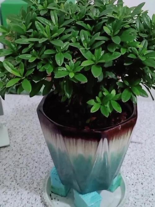 怎样给有花苞的杜鹃施肥，杜鹃花怎么上肥-第3张图片-优品飞百科