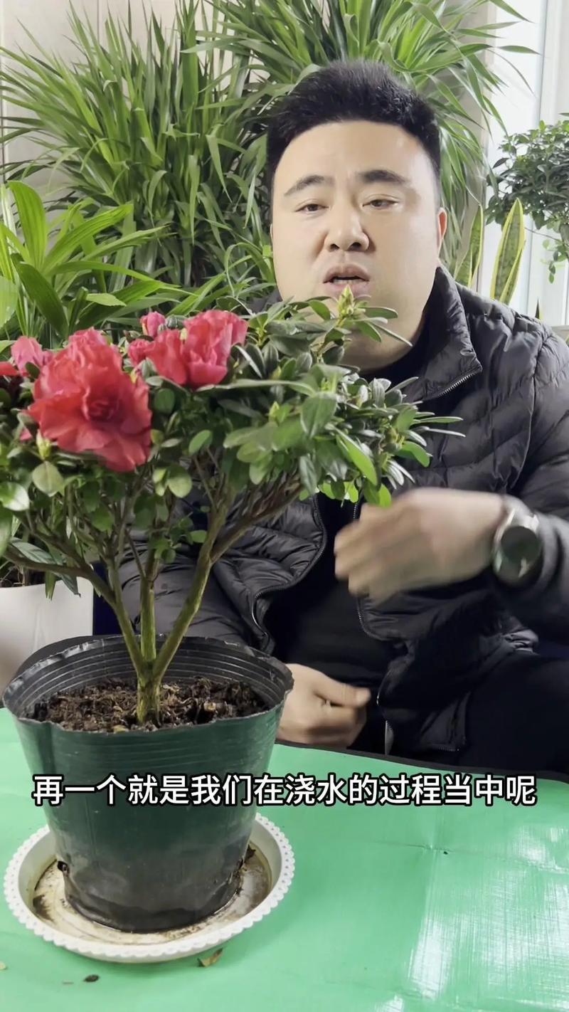 怎样给有花苞的杜鹃施肥，杜鹃花怎么上肥-第4张图片-优品飞百科