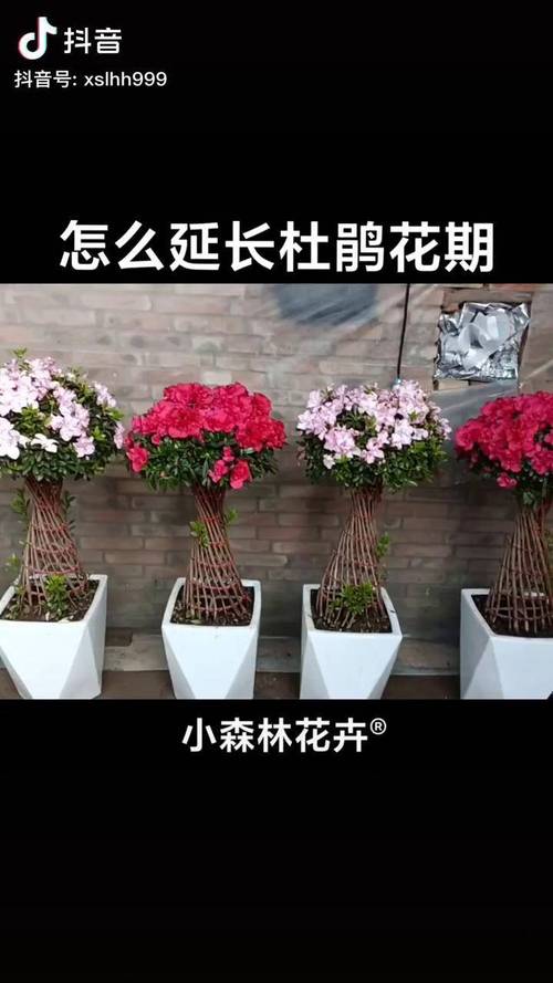 怎样给有花苞的杜鹃施肥，杜鹃花怎么上肥-第5张图片-优品飞百科