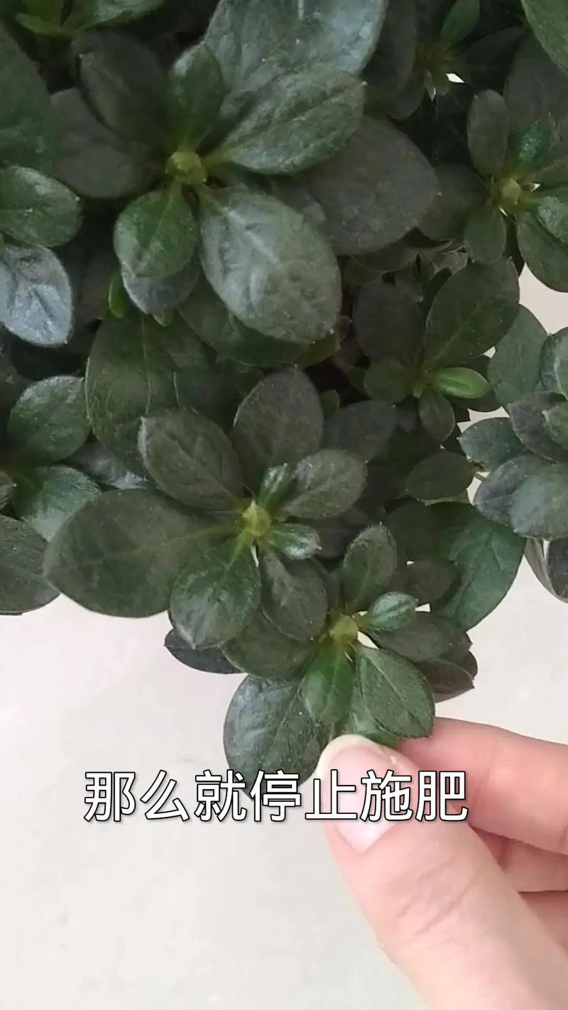 怎样给有花苞的杜鹃施肥，杜鹃花怎么上肥-第6张图片-优品飞百科