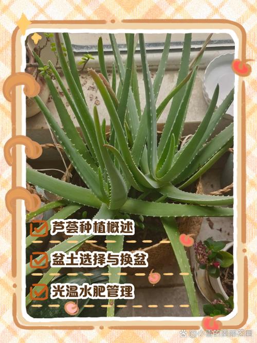 芦荟怎么种植，芦荟怎么种植才会生根-第2张图片-优品飞百科