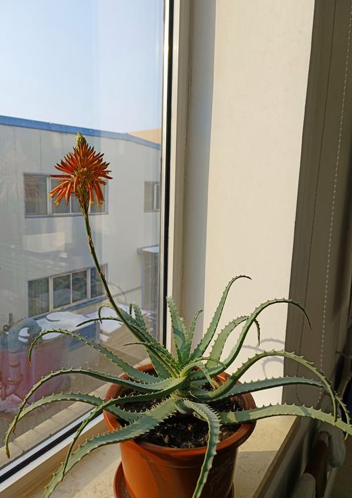 芦荟怎么种植，芦荟怎么种植才会生根-第4张图片-优品飞百科