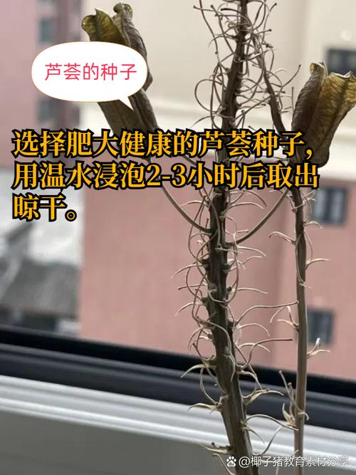 芦荟怎么种植，芦荟怎么种植才会生根-第6张图片-优品飞百科