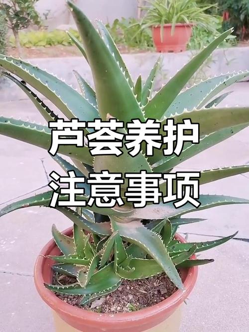 芦荟怎么种植，芦荟怎么种植才会生根-第7张图片-优品飞百科