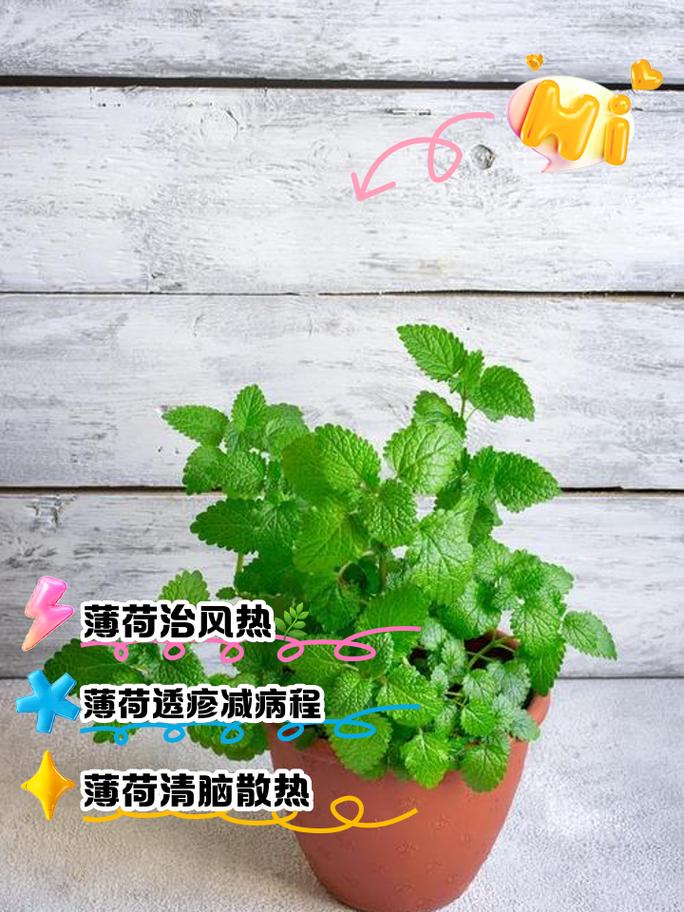 薄荷怎么修剪，薄荷怎么修剪?？