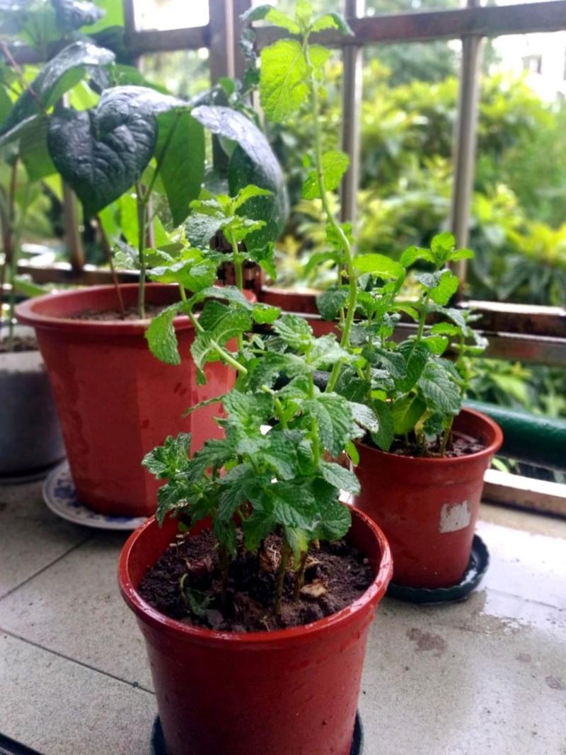 薄荷怎么修剪，薄荷怎么修剪?？-第2张图片-优品飞百科