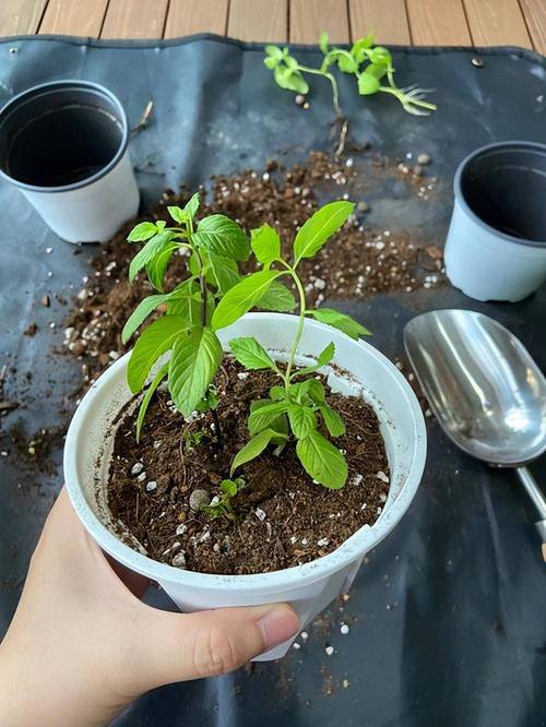 薄荷怎么修剪，薄荷怎么修剪?？-第3张图片-优品飞百科