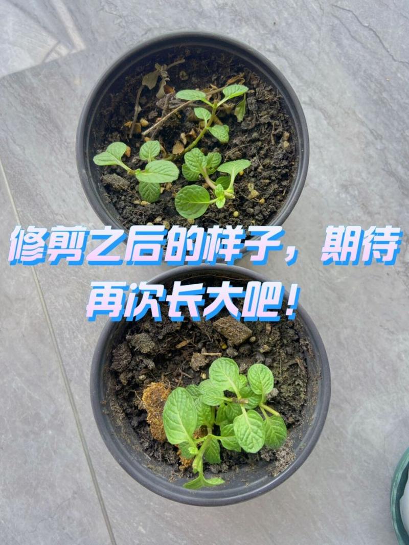 薄荷怎么修剪，薄荷怎么修剪?？-第4张图片-优品飞百科