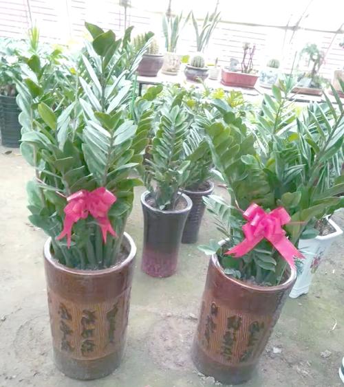 金钱树怎么换盆，网上买的金钱树怎么换盆