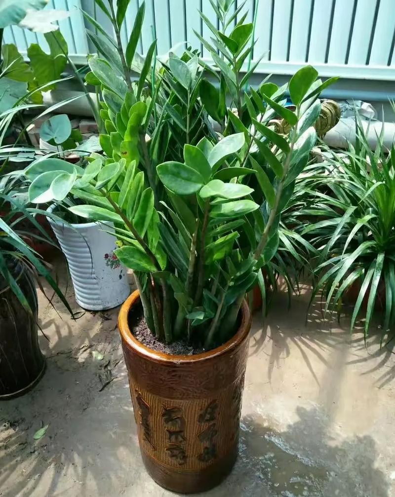 金钱树怎么换盆，网上买的金钱树怎么换盆-第2张图片-优品飞百科