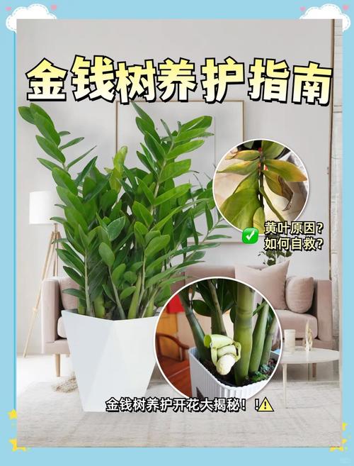 金钱树怎么换盆，网上买的金钱树怎么换盆-第3张图片-优品飞百科