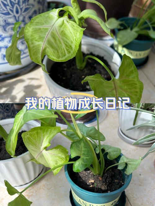 合果芋怎么养，合果芋怎么养才不会变大