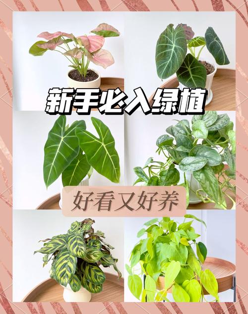 合果芋怎么养，合果芋怎么养才不会变大-第2张图片-优品飞百科