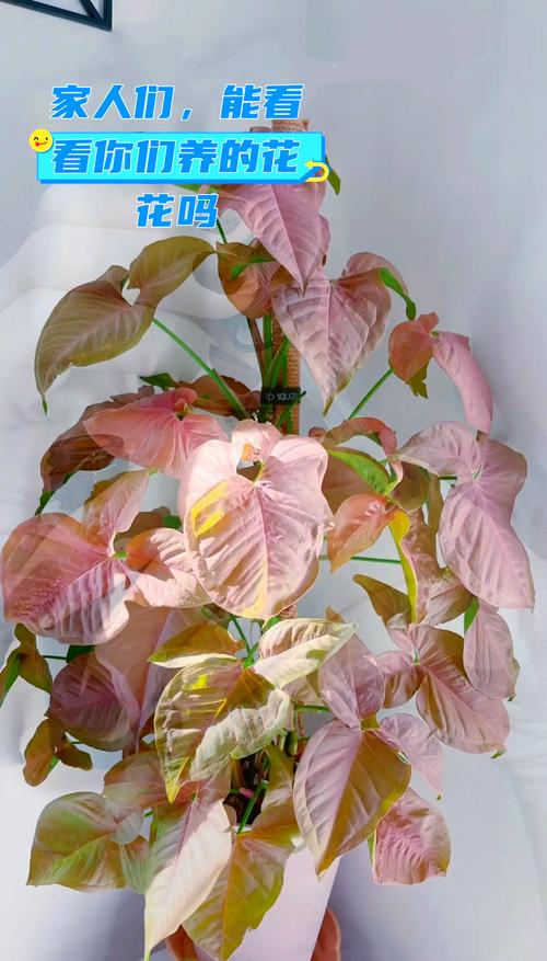 合果芋怎么养，合果芋怎么养才不会变大-第3张图片-优品飞百科