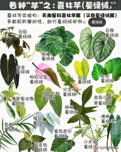合果芋怎么养，合果芋怎么养才不会变大-第4张图片-优品飞百科