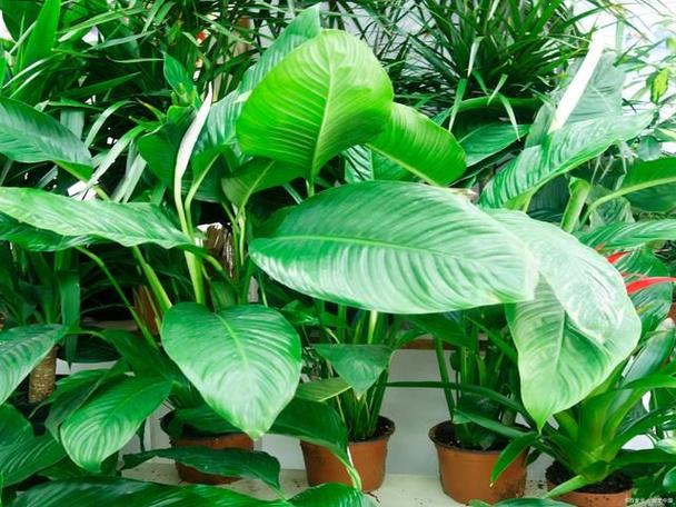 合果芋怎么养，合果芋怎么养才不会变大-第5张图片-优品飞百科