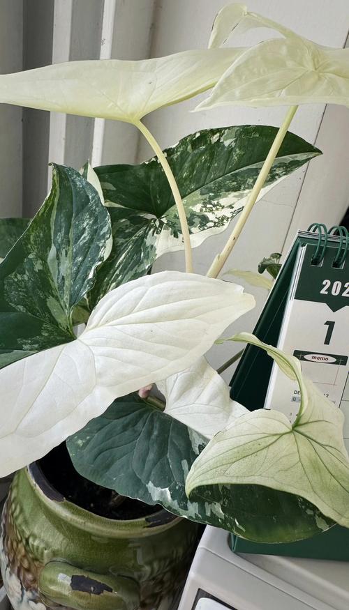 合果芋怎么养，合果芋怎么养才不会变大-第6张图片-优品飞百科