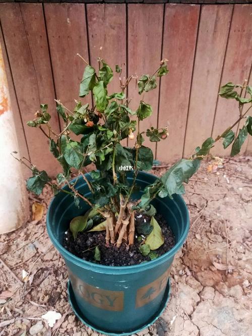 栀子花蔫了还能活吗,栀子花蔫巴了是怎么回事-第2张图片-优品飞百科 栀子花蔫了还能活吗,栀子花蔫巴了是怎么回事-第2张图片-优品飞百科