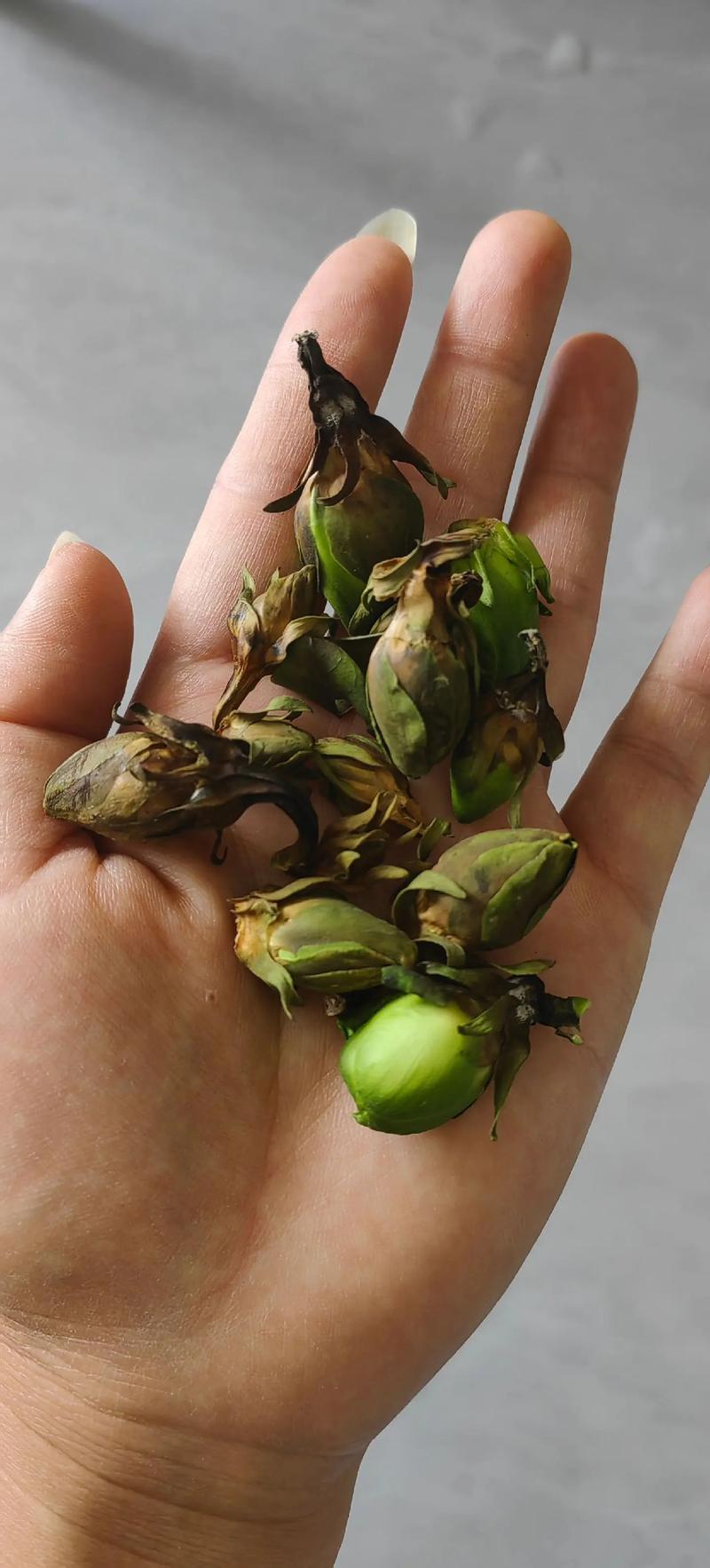 栀子花蔫了还能活吗,栀子花蔫巴了是怎么回事-第3张图片-优品飞百科 栀子花蔫了还能活吗,栀子花蔫巴了是怎么回事-第3张图片-优品飞百科