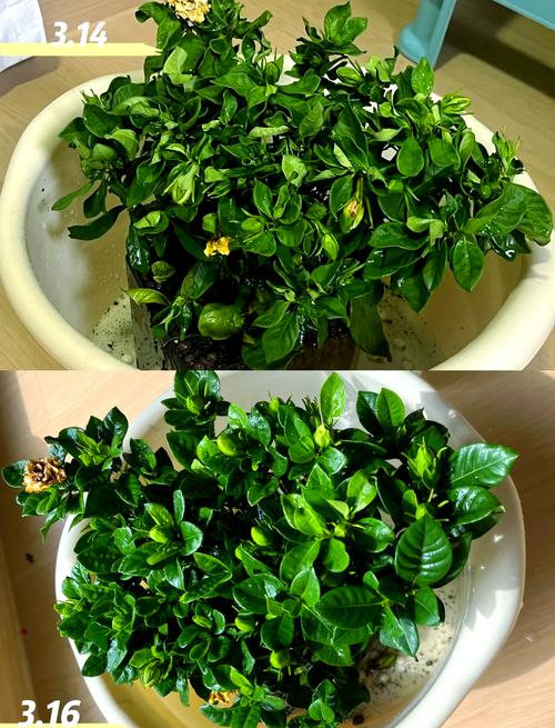 栀子花蔫了还能活吗,栀子花蔫巴了是怎么回事-第4张图片-优品飞百科 栀子花蔫了还能活吗,栀子花蔫巴了是怎么回事-第4张图片-优品飞百科