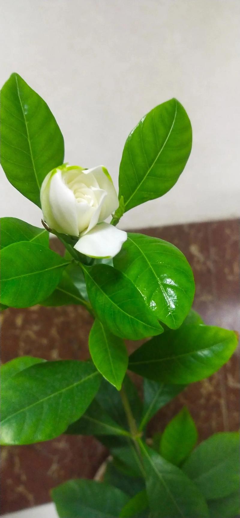 栀子花蔫了还能活吗,栀子花蔫巴了是怎么回事-第6张图片-优品飞百科 栀子花蔫了还能活吗,栀子花蔫巴了是怎么回事-第6张图片-优品飞百科