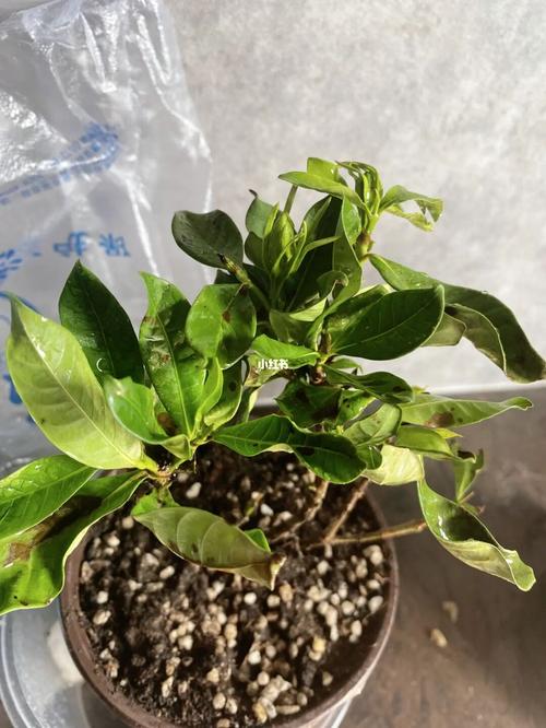 栀子花蔫了还能活吗,栀子花蔫巴了是怎么回事-第5张图片-优品飞百科 栀子花蔫了还能活吗,栀子花蔫巴了是怎么回事-第5张图片-优品飞百科