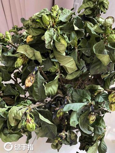 栀子花蔫了还能活吗,栀子花蔫巴了是怎么回事-第7张图片-优品飞百科 栀子花蔫了还能活吗,栀子花蔫巴了是怎么回事-第7张图片-优品飞百科