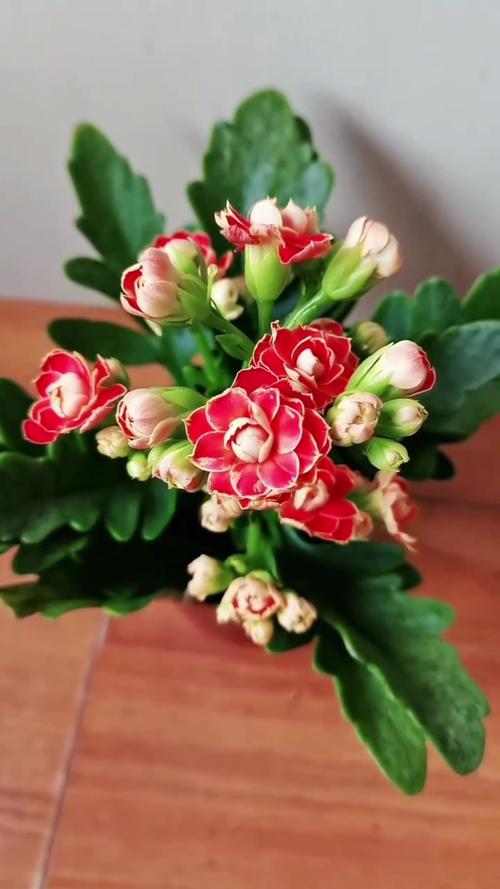 长寿花可以用啤酒浇吗，长寿花能浇啤酒？