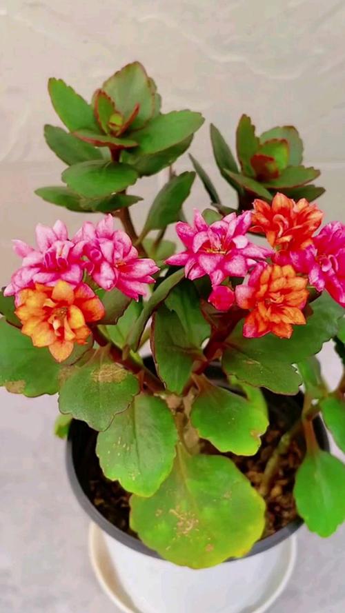 长寿花可以用啤酒浇吗，长寿花能浇啤酒？-第3张图片-优品飞百科