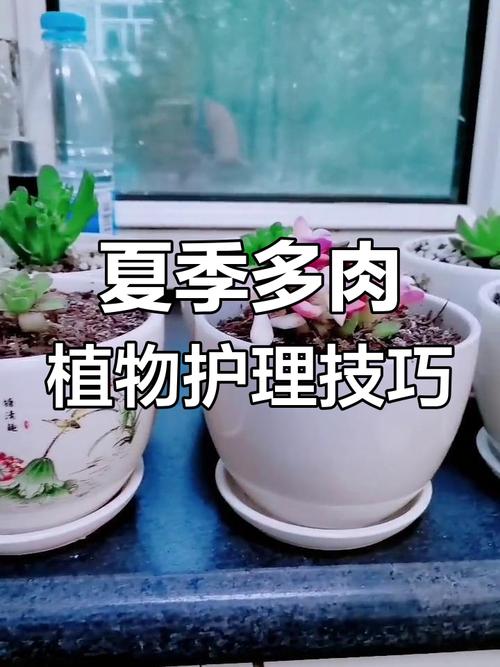 多肉这么晒太阳？多肉如何晒太阳才合理？-第2张图片-优品飞百科