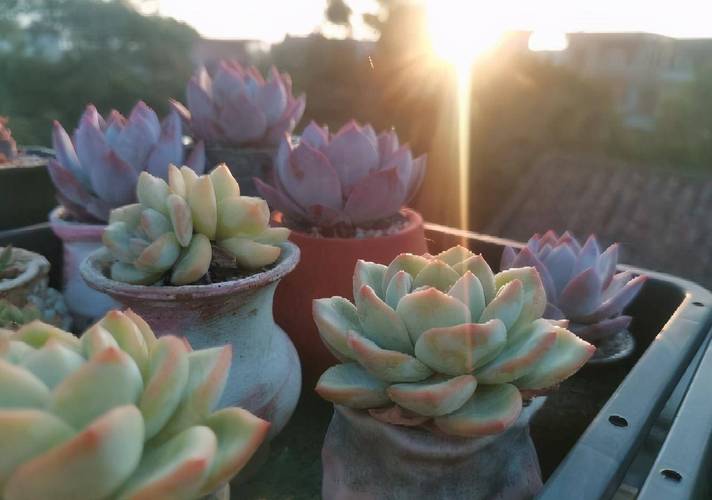 多肉这么晒太阳？多肉如何晒太阳才合理？-第4张图片-优品飞百科