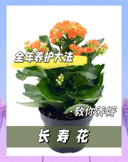 “长寿花”开花茂盛可不难，长寿花开花的征兆